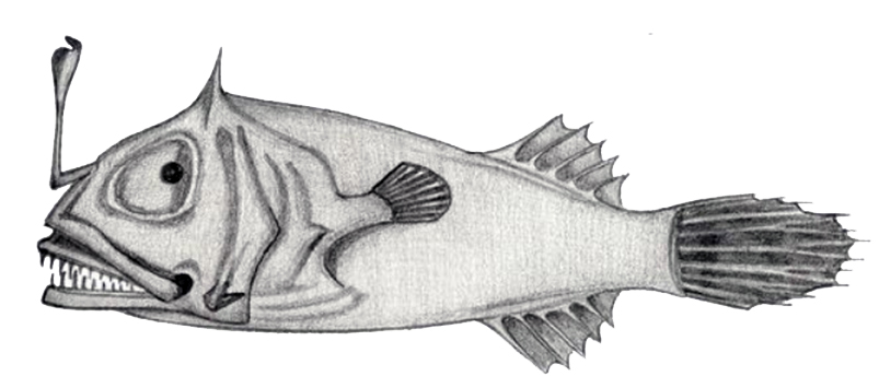 Leptacanthichthys gracilispinis_claves_01.jpg